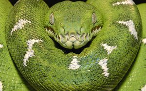 Preview wallpaper green snake, color, spots