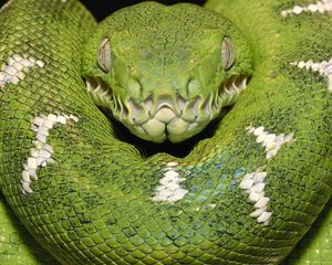 Preview wallpaper green snake, color, spots