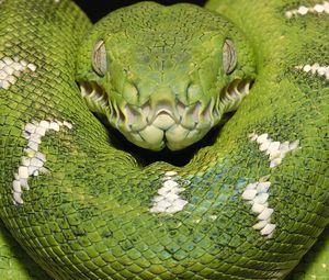 Preview wallpaper green snake, color, spots