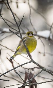 Preview wallpaper greenfinch, bird, branch, winter