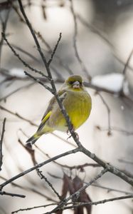 Preview wallpaper greenfinch, bird, branch, winter