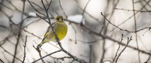 Preview wallpaper greenfinch, bird, branch, winter