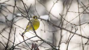 Preview wallpaper greenfinch, bird, branch, winter