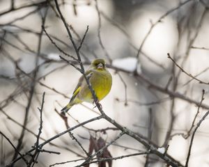 Preview wallpaper greenfinch, bird, branch, winter