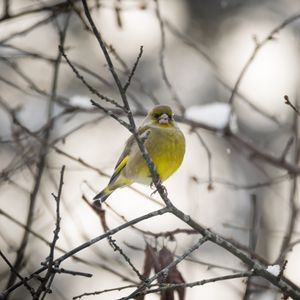 Preview wallpaper greenfinch, bird, branch, winter