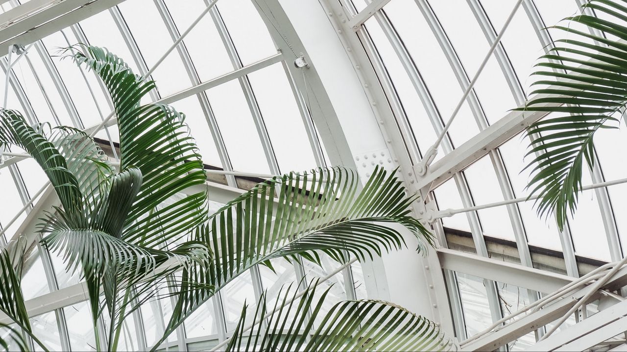 Wallpaper greenhouse, building, construction, plant, palm