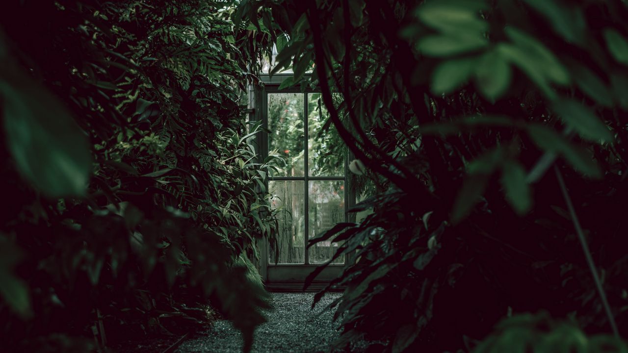 Wallpaper greenhouse, door, plants, green, dark