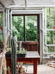 Preview wallpaper greenhouse, flowers, plants, cacti, room