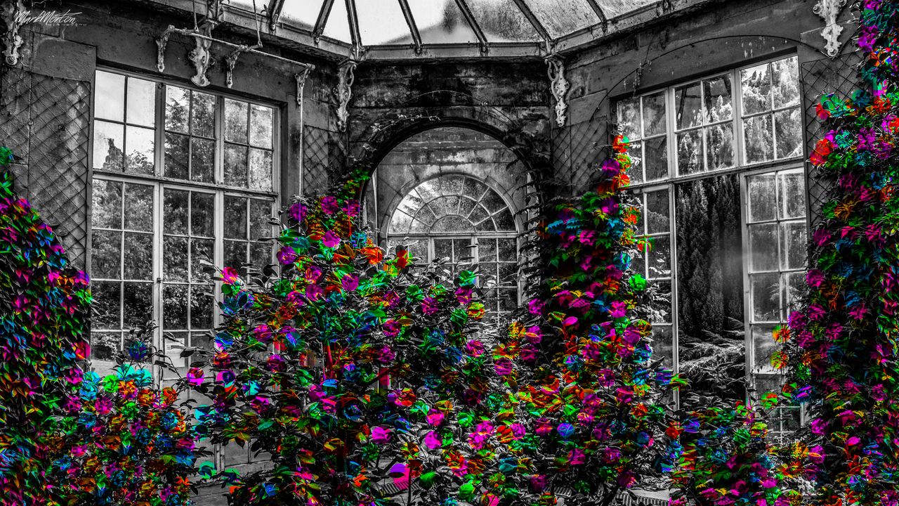 Wallpaper greenhouse, garden, flowers, bw