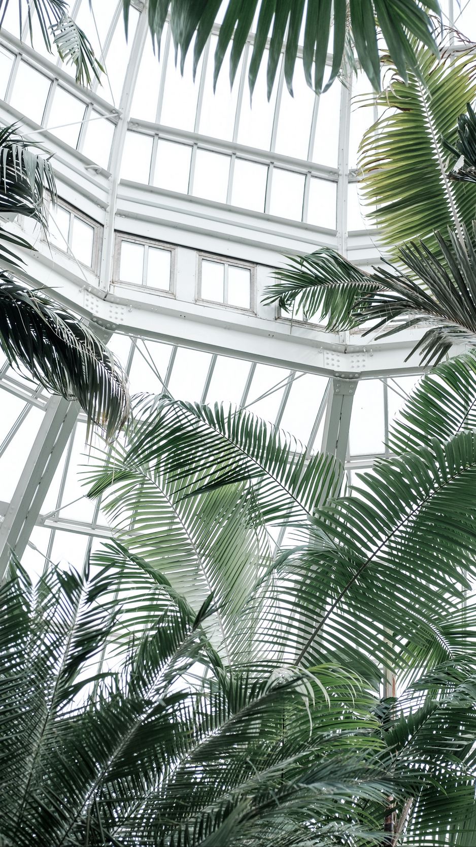 Download Wallpaper 938x1668 Greenhouse Palms Plants Tropical Iphone 
