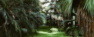 Preview wallpaper greenhouse, palm trees, tropical, plants, green
