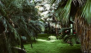 Preview wallpaper greenhouse, palm trees, tropical, plants, green