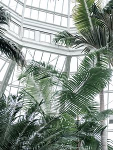 Preview wallpaper greenhouse, palms, plants, tropical