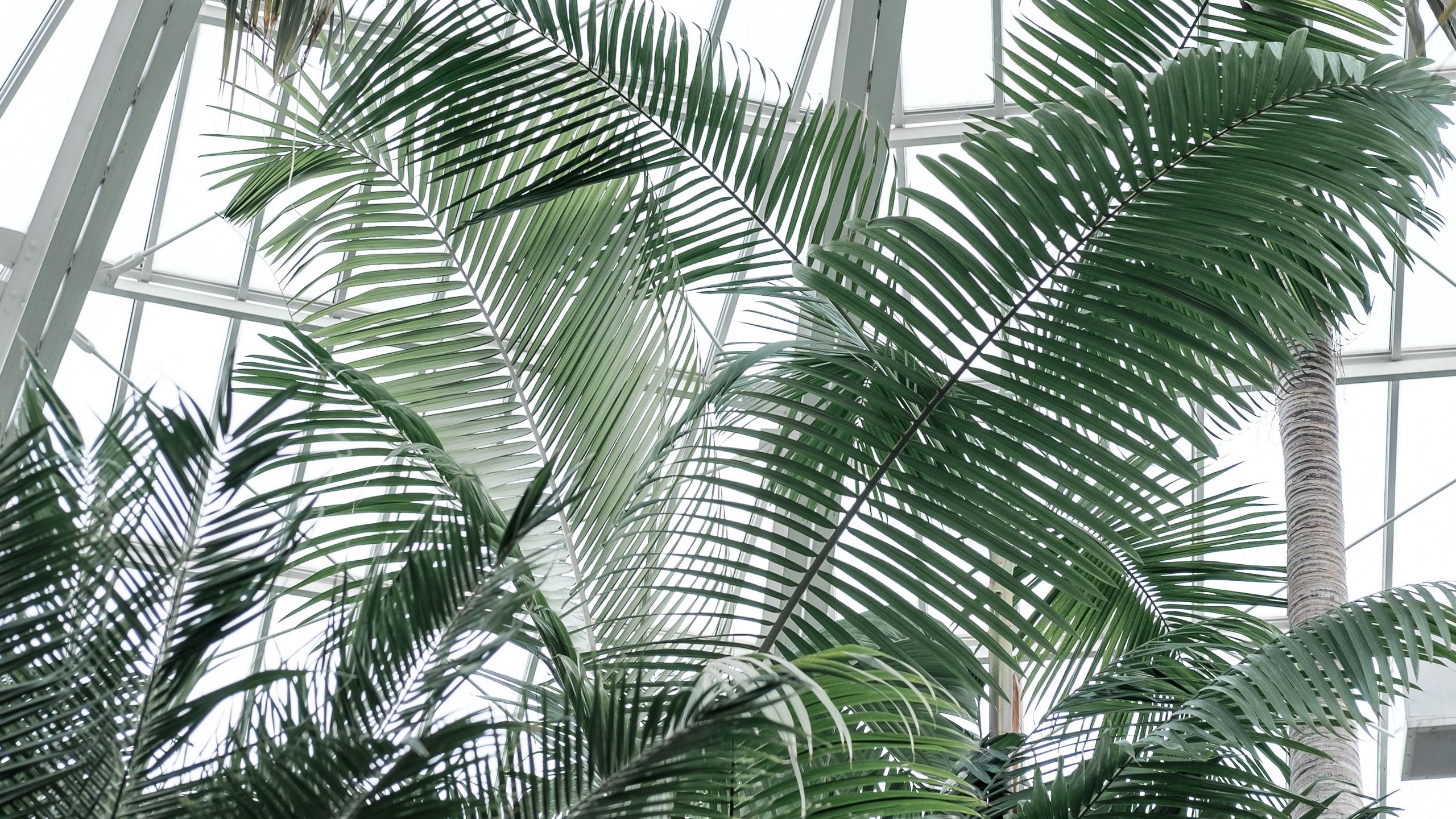 tropical wallpaper widescreen