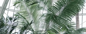 Preview wallpaper greenhouse, palms, plants, tropical