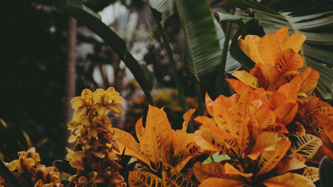 Wallpaper greenhouse, plants, flowers, leaves, vegetation