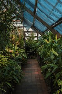 Preview wallpaper greenhouse, plants, green, tropical, exotic