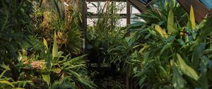 Preview wallpaper greenhouse, plants, green, tropical, exotic