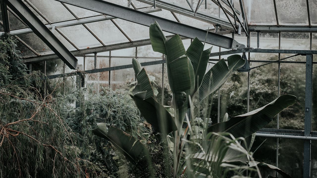 Wallpaper greenhouse, plants, green, exotic