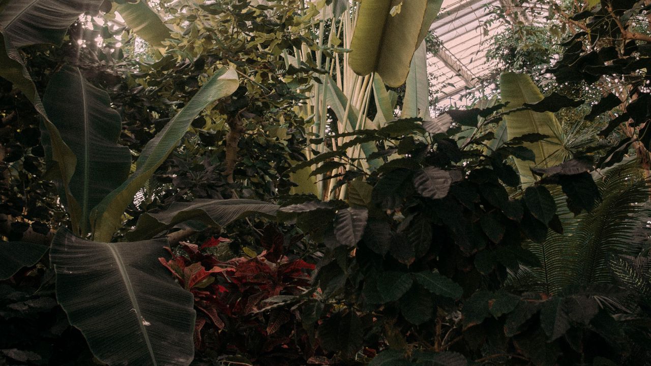 Wallpaper greenhouse, plants, green, tropical