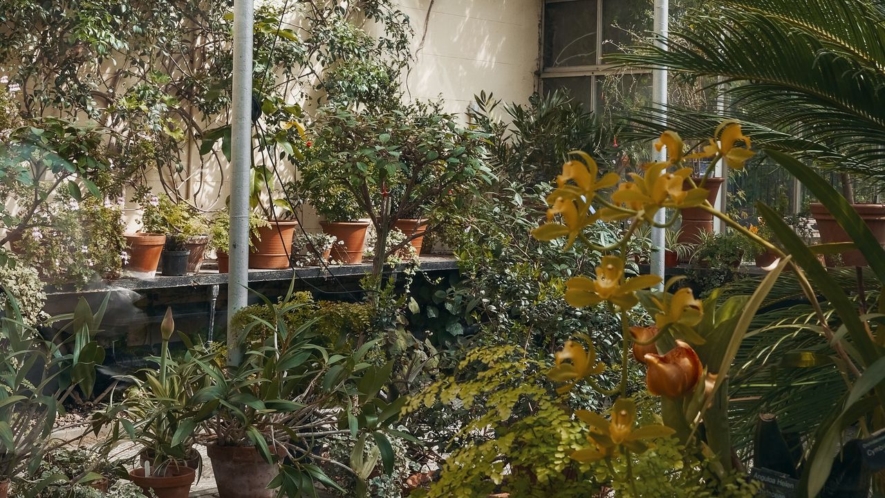 Wallpaper greenhouse, plants, greenery