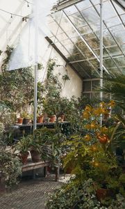 Preview wallpaper greenhouse, plants, greenery