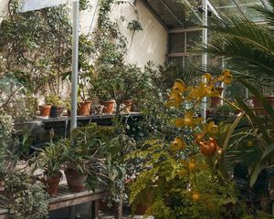 Preview wallpaper greenhouse, plants, greenery