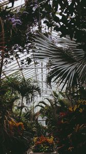 Preview wallpaper greenhouse, plants, leaves, vegetation
