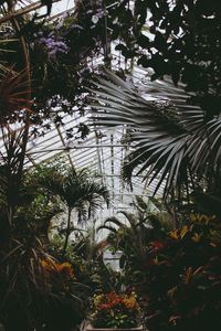 Preview wallpaper greenhouse, plants, leaves, vegetation