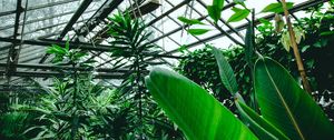 Preview wallpaper greenhouse, plants, tropical, leaves, green