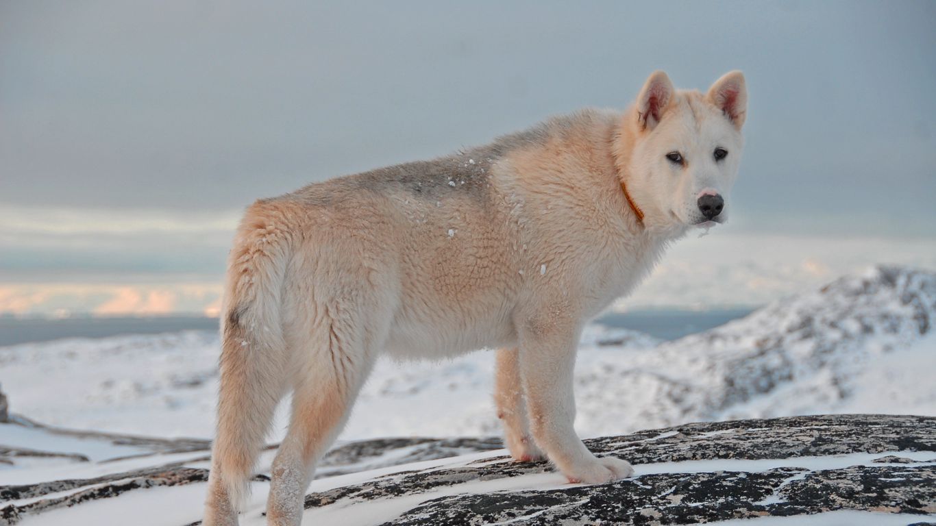 Download wallpaper 1366x768 greenland dog, dog, snow tablet, laptop hd