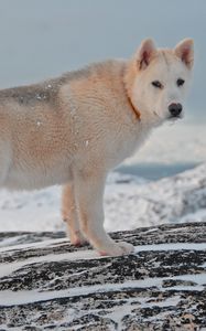 Preview wallpaper greenland dog, dog, snow