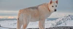 Preview wallpaper greenland dog, dog, snow