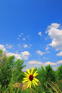 Preview wallpaper greens, flower, yellow, clouds