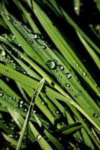 Preview wallpaper greens, grass, drops, rain, macro