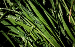 Preview wallpaper greens, grass, drops, rain, macro