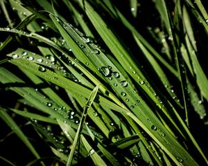 Preview wallpaper greens, grass, drops, rain, macro