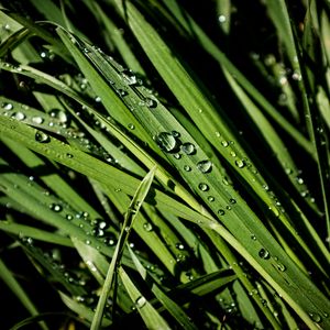 Preview wallpaper greens, grass, drops, rain, macro