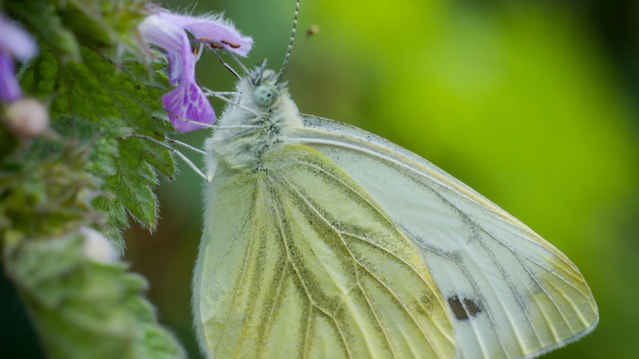 Wallpaper green-veined white, butterfly, flower, macro