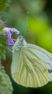 Preview wallpaper green-veined white, butterfly, flower, macro