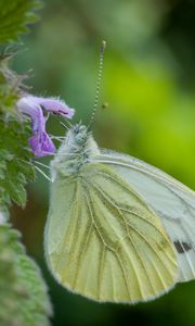 Preview wallpaper green-veined white, butterfly, flower, macro