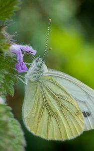 Preview wallpaper green-veined white, butterfly, flower, macro