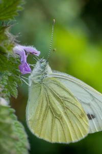 Preview wallpaper green-veined white, butterfly, flower, macro