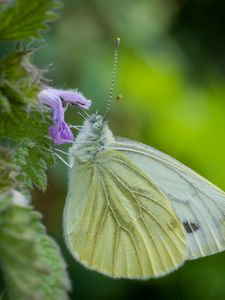 Preview wallpaper green-veined white, butterfly, flower, macro