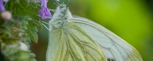 Preview wallpaper green-veined white, butterfly, flower, macro