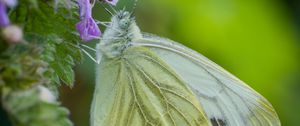 Preview wallpaper green-veined white, butterfly, flower, macro
