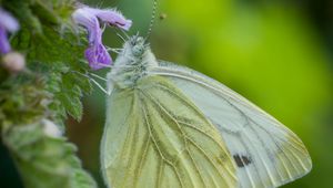 Preview wallpaper green-veined white, butterfly, flower, macro