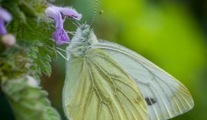 Preview wallpaper green-veined white, butterfly, flower, macro