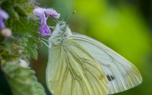 Preview wallpaper green-veined white, butterfly, flower, macro