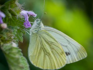 Preview wallpaper green-veined white, butterfly, flower, macro